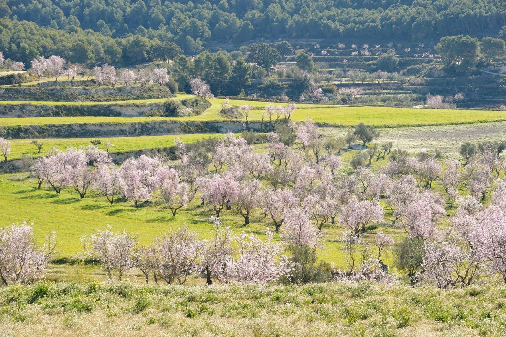 Mandelblüte